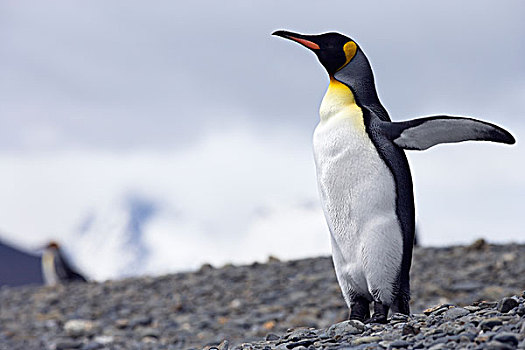 帝企鹅,南乔治亚,南极