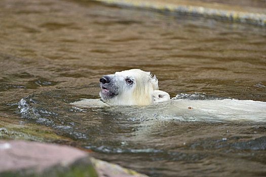 北极熊,小动物,水,侧面,游泳