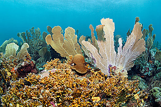 珊瑚礁,海洋,枝条,珊瑚,黄色,小,多巴哥岛,斯佩塞德,特立尼达和多巴哥,背风群岛,加勒比,加勒比海