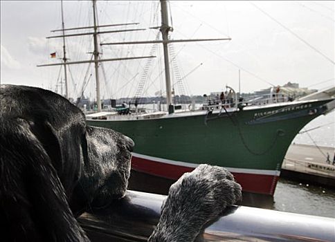 德国短毛指示犬,凝视,船,汉堡港,汉堡市,德国