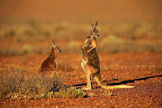 红色,袋鼠,红袋鼠,女性,小动物,国家公园,新南威尔士,澳大利亚,大洋洲