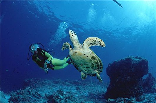 绿海龟,潜水者,龟类