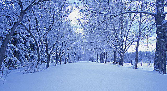 滑雪道,树林