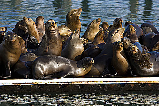加州海狮,群,码头,蒙特利湾,加利福尼亚