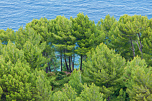 阿勒颇,松树,西部,海岸,马略卡岛,靠近,西班牙