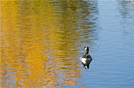 黑额黑雁,秋天,金色,水塘