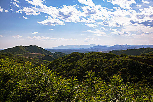 长满绿色植物的青山