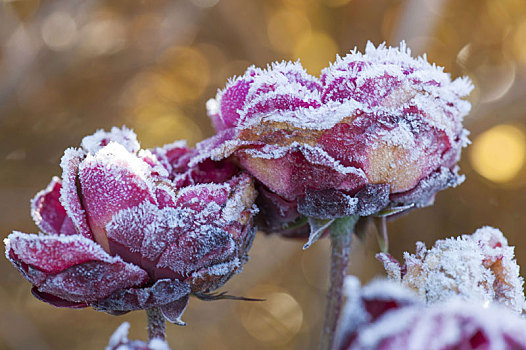 冰冻,玫瑰花瓣,粉色,玫瑰