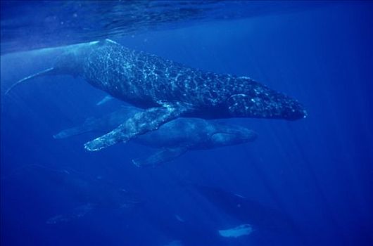 驼背鲸,大翅鲸属,鲸鱼,旅行,30多岁,鲸,交配,群,毛伊岛,夏威夷,提示,照相