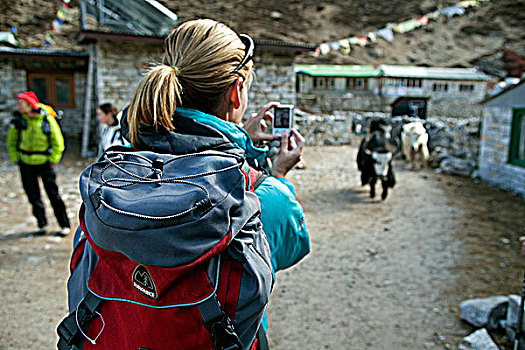 尼泊尔,珠穆朗玛峰,区域,昆布,山谷,长途旅行者,小路,停止,乡村,照片,牧群,牦牛