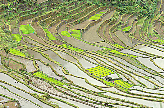 菲律宾,吕宋岛,靠近,巴纳韦,梯田,稻田