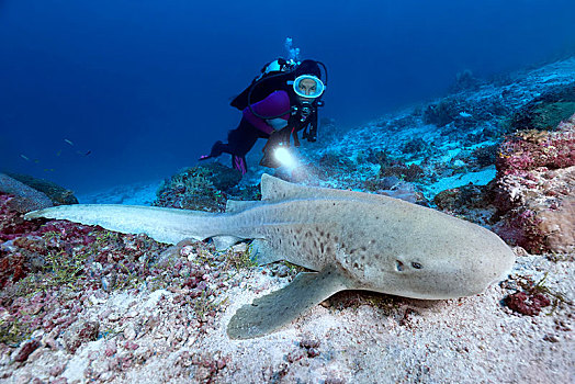 潜水,斑马,鲨鱼,印度洋,马尔代夫,亚洲