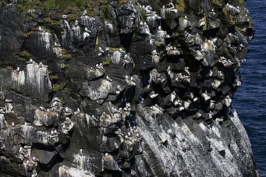 玄武岩,石头,三趾鸥,火山,海岸,冰岛,斯奈山半岛,欧洲
