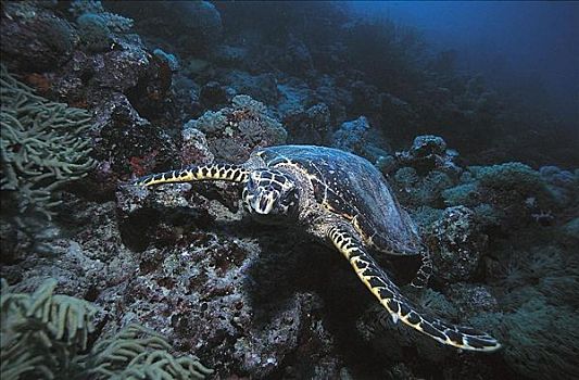 绿海龟,龟类,爬行动物,所罗门群岛,太平洋,海洋动物,水下,海洋,动物