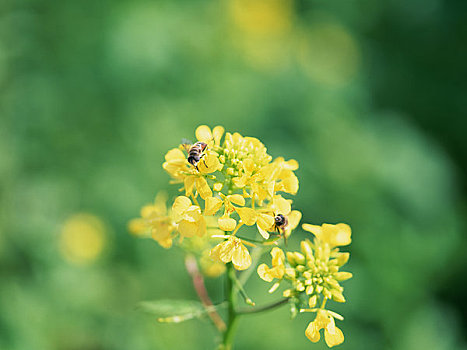 蜜蜂,田芥菜