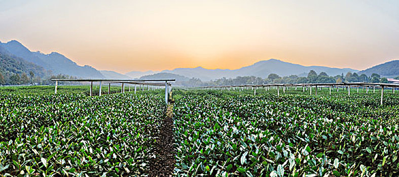 茶树,花园,乡村地区