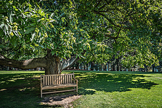 公园长椅,树下