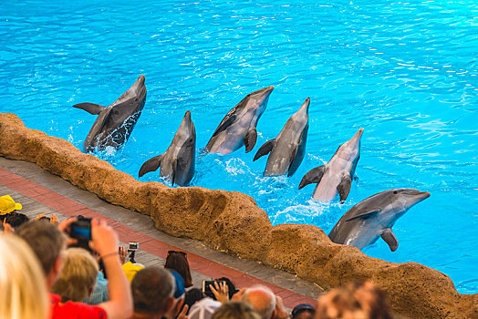 宽吻海豚,海豚,展示,公园,波多黎各,特内里费岛,加纳利群岛,西班牙,欧洲