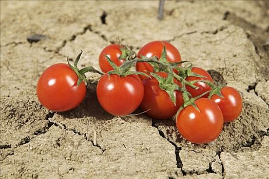 西红柿,干燥,土地