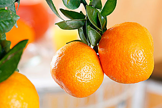 橘树,枝条,水果,柑橘