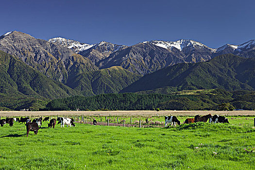母牛,草场,坎特伯雷,南岛,新西兰