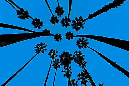 加利福尼亚,棕榈树,仰视,圣芭芭拉,美国