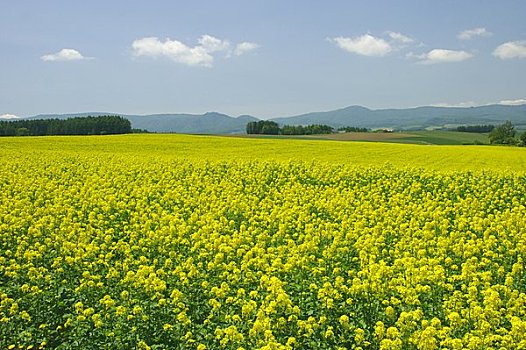 芥末,地点