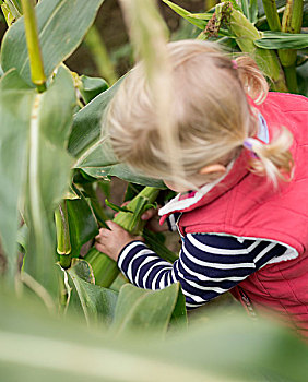 女孩,孩子,玉米,茎,挑选,甜玉米,玉米棒