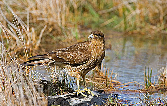 长腿兀鹰,成年,站立,旁侧,水,火地岛国家公园,阿根廷,南美
