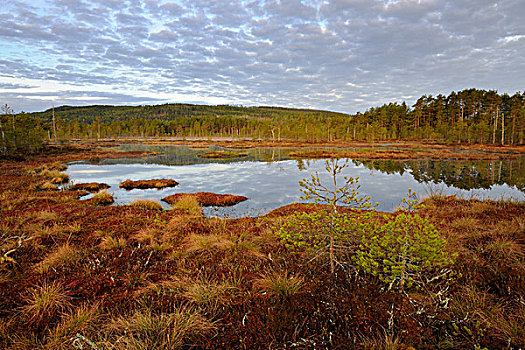 沼泽,早晨,达拉那,瑞典,斯堪的纳维亚,欧洲
