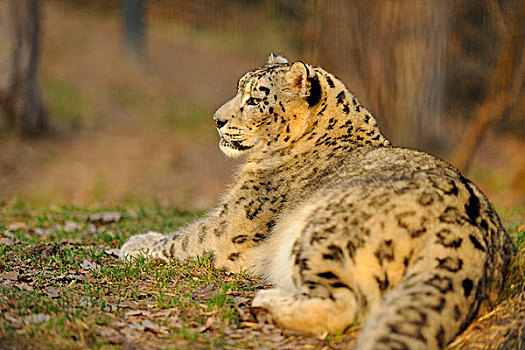 雪豹,英寸英寸,躺下来,在动物园,德国