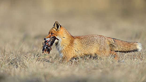 红狐,狐属,草地,捕食,猎捕,雉,摩拉维亚,捷克共和国,欧洲