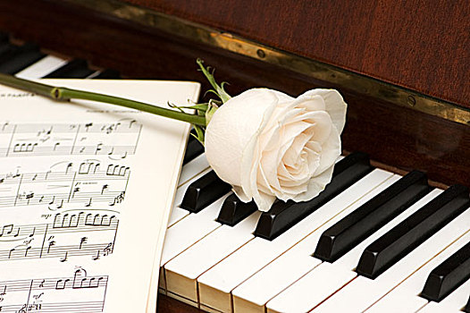 白色蔷薇,上方,音乐,钢琴,按键