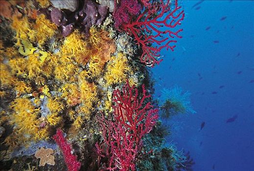 黄海,海葵,柳珊瑚目,海洋生物,欧洲,水下