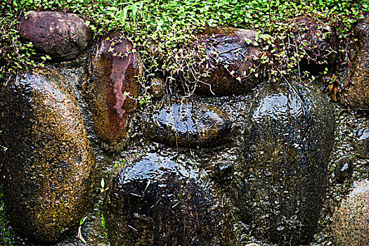石头,遮盖,苔藓,水滴