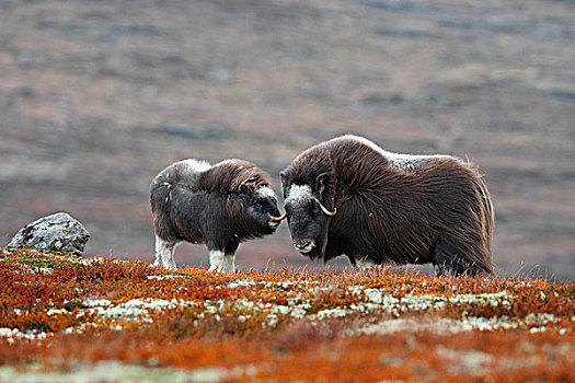 麝牛,幼兽,国家公园,挪威