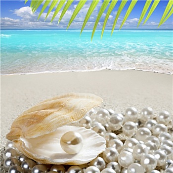 加勒比,珍珠,壳,白沙滩,热带