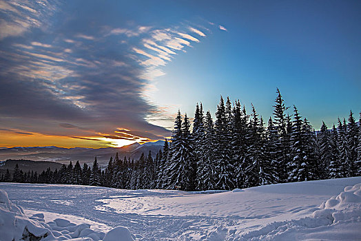 树林,边缘,积雪,风景,日落,乌克兰,东欧