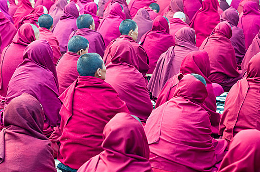 许多,女僧侣,穿,红色,布,听,后院,喇嘛寺,地区,萨加玛塔,尼泊尔,亚洲