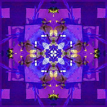 照片,花,宗教坛场,紫色,蓝色