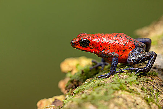 草莓箭毒蛙,毒物,箭头,青蛙,雨林,地面,哥斯达黎加
