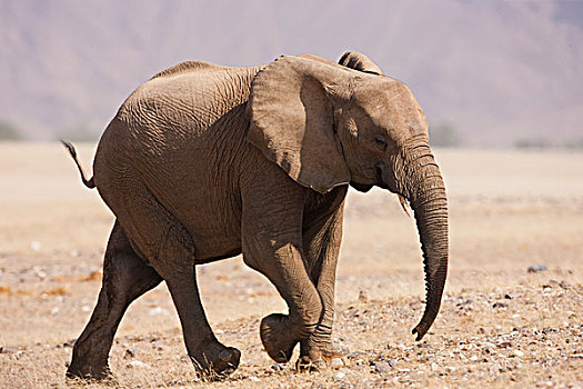 非洲象,骷髅海岸,纳米布沙漠,纳米比亚