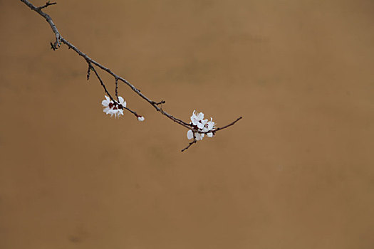 一年春景莫错过,最是花开好时节