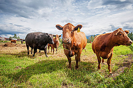 牛,吃草,阿拉斯加,美国