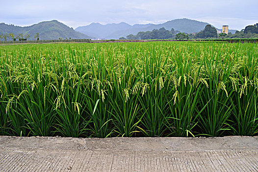 田园风景