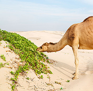 阿曼,空,区域,沙滩,单峰骆驼,靠近,海洋