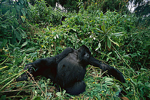 山地大猩猩,大猩猩,维龙加山,卢旺达