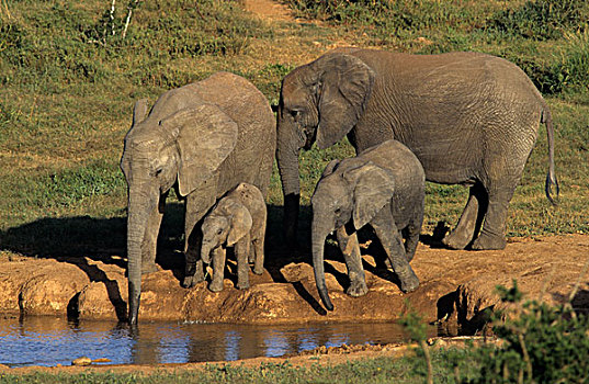 非洲象,牧群,水潭,阿多大象国家公园,南非,非洲