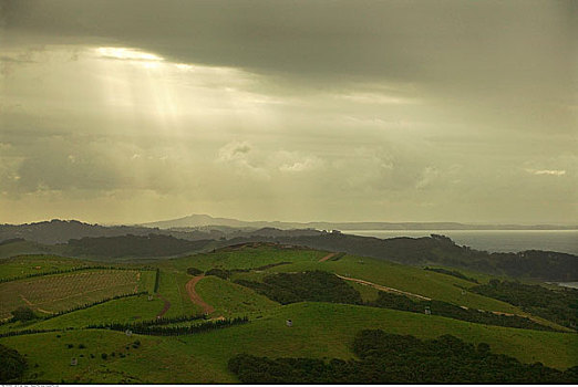 农田,风景,怀希基岛,新西兰