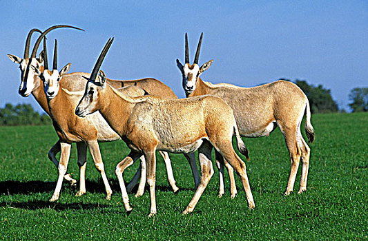 有角,长角羚羊,牧群,灭绝